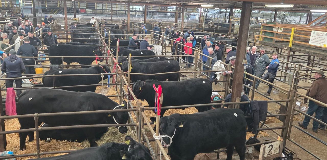 Bantry Bay bull takes top price at Munster Angus Breeders' Sale