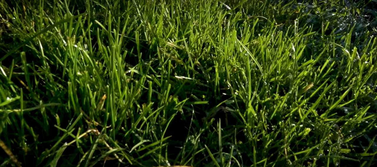 50k grant offered for Belfast city centre farm project
