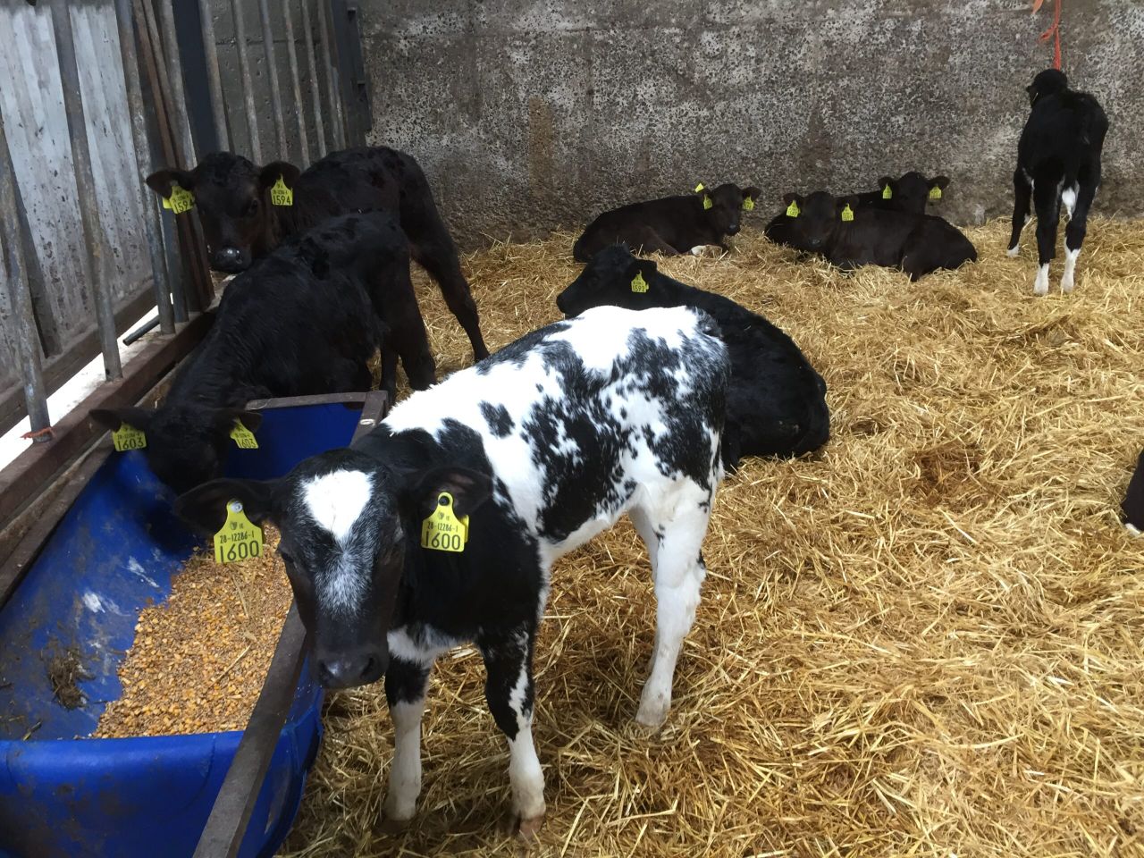Dairy calf births jump 6% as expansion continues to drive growth