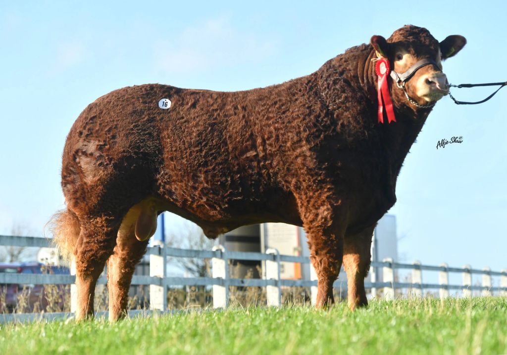 Clooncara Limousins Showman sold for €7,100