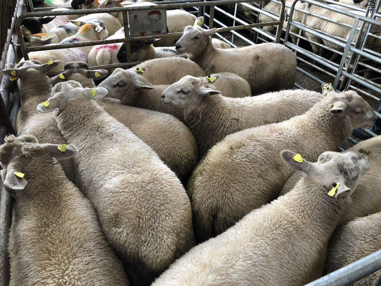 Sheep trade: 'Increasing number of light lambs coming through the system'