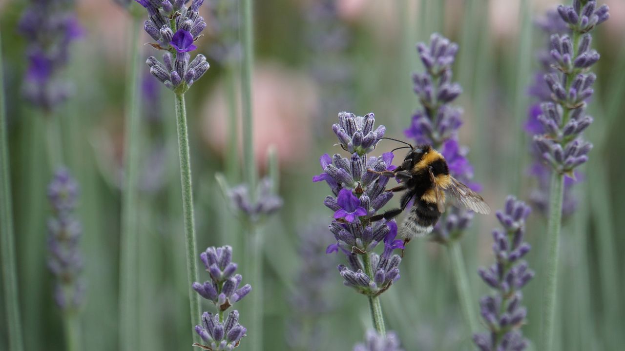 EU takes legal steps against states to protect biodiversity