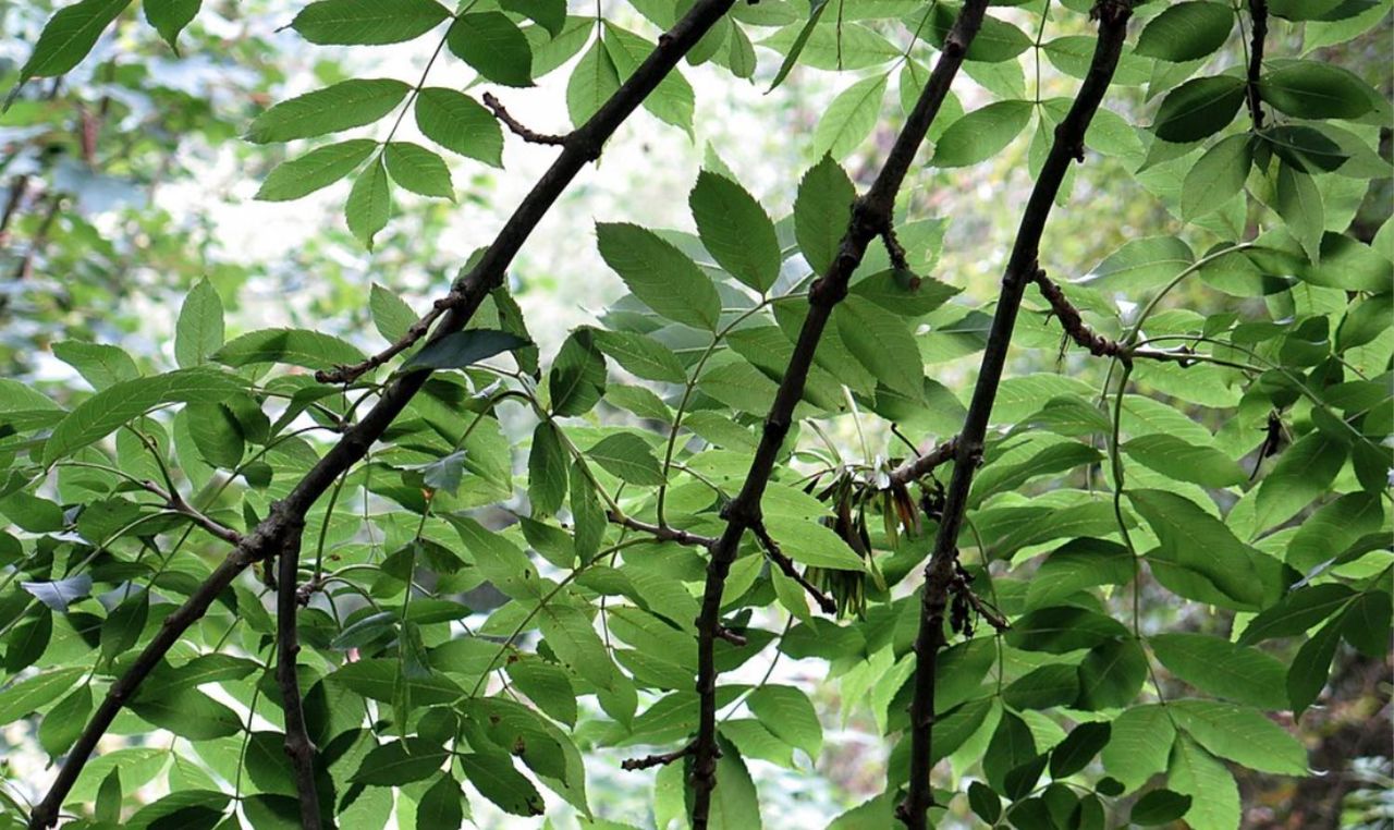 Processing for ash dieback reconstitution scheme taking 88 days on average