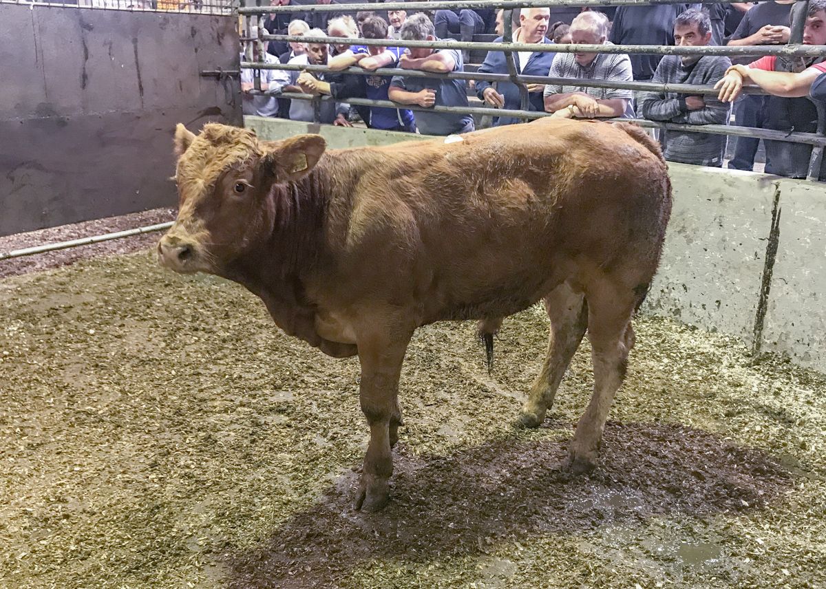Place your FREE Haystack livestock advert in 6 easy steps