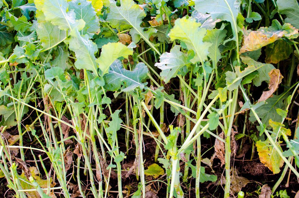 4 steps to getting the most from forage crops on your farm