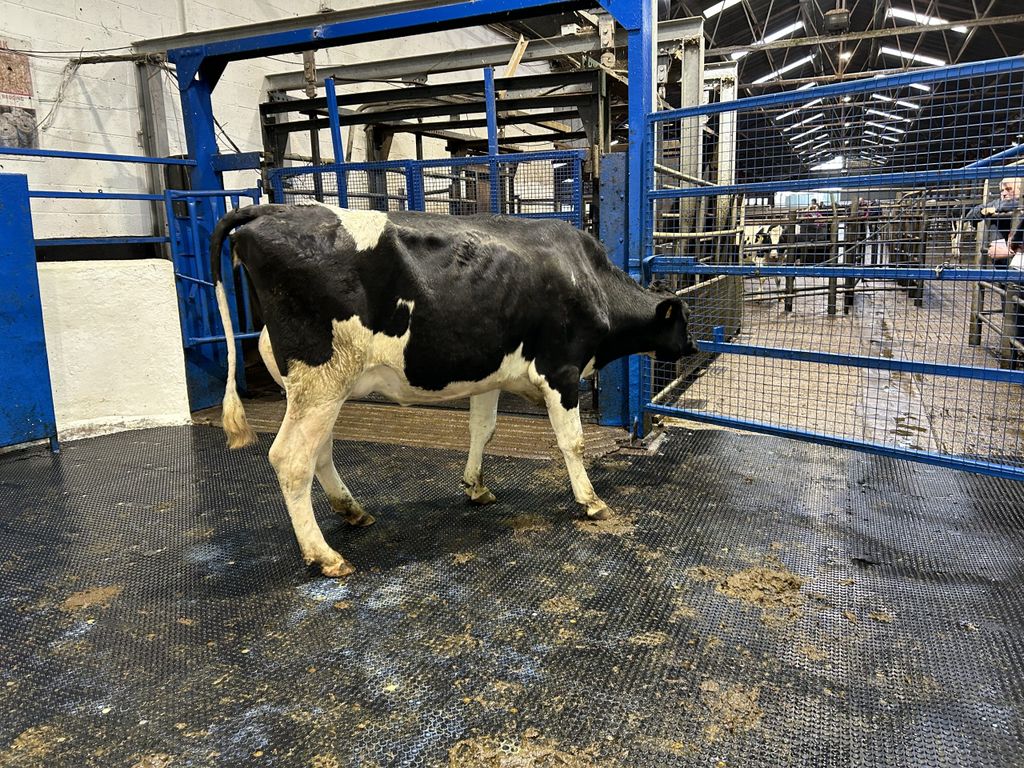 Lot 72 made the highest price on the day