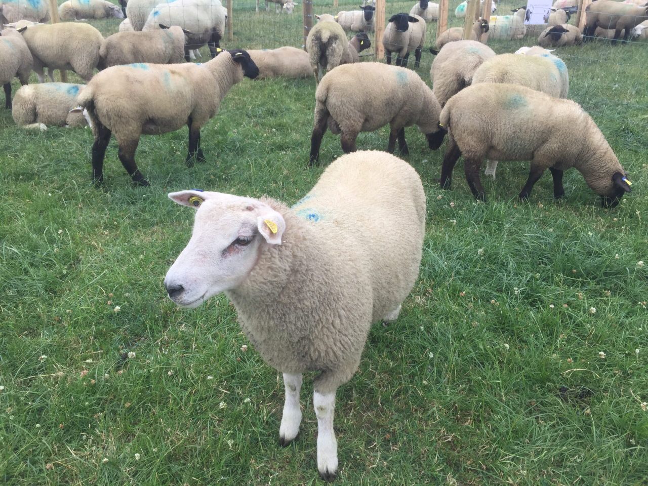 Dealing with drought takes centre stage at SHEEP 2018