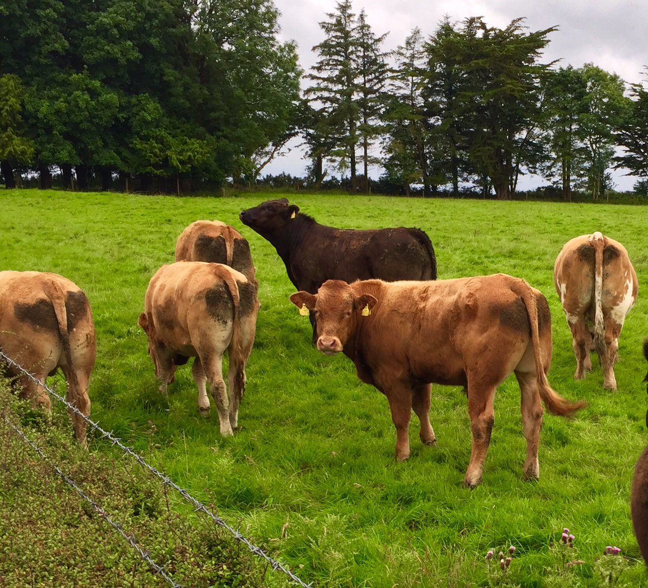 British beef trade to remain firm for the rest of the summer