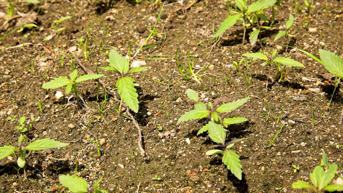 Hemp conference: How to grow and market the crop