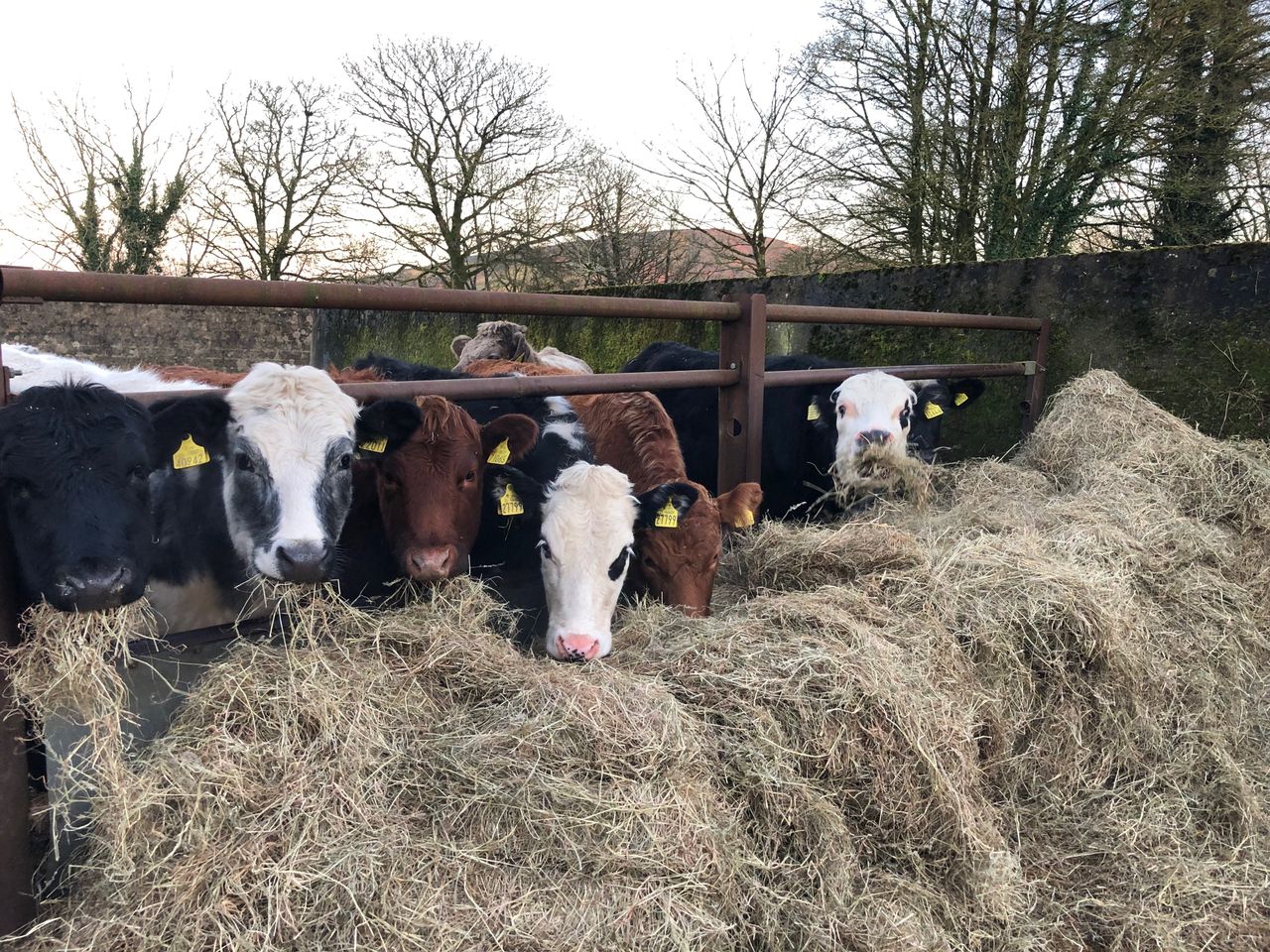 Value of cattle production fell by €104 million in 2019