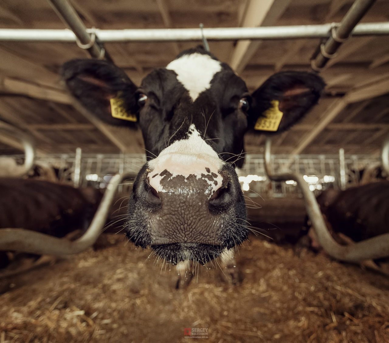 TB helpline under fire as TD warns farmers ‘unaware’ of mart rules
