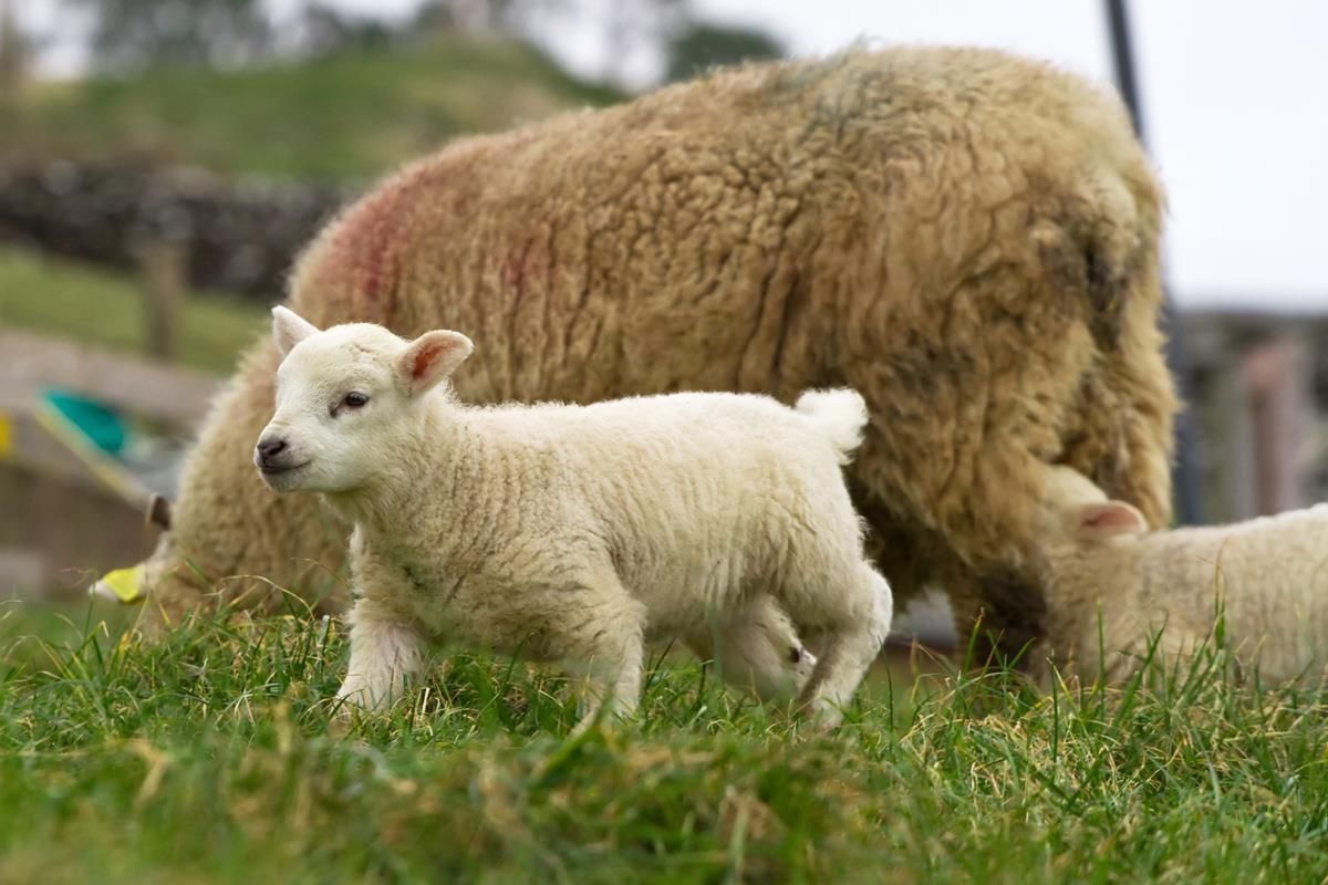 Factories plan to increase national lamb kill by 1 million head per year