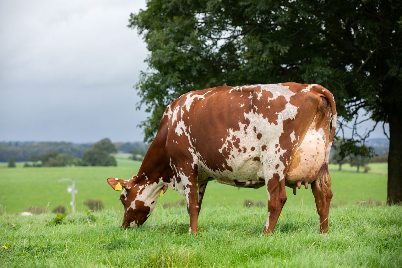 Red and white sale sees heifers making up to 4,600gns