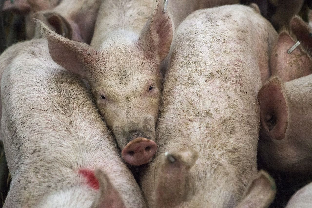 UK's Cranswick pig farm stripped of Red Tractor certification