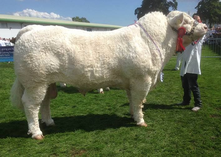 Irish-bred Charolais bull takes top honours at the Royal Highland Show