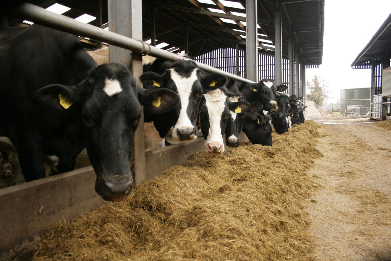 Beat the Parasites Series: Rethink worm control in dairy cows