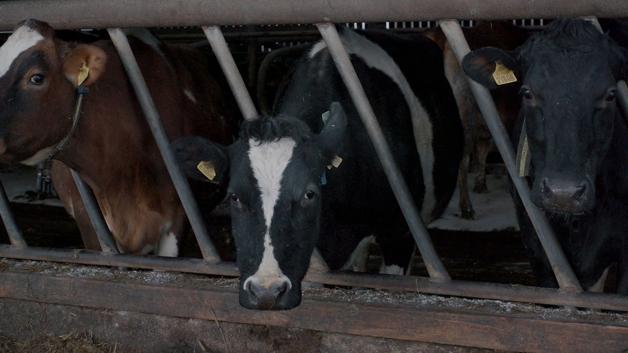 TAMS 3 to open for animal welfare today