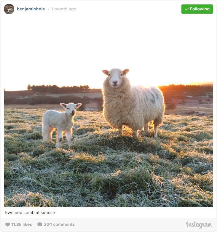 Pics: Lambing 2016 is well underway on farms across the country