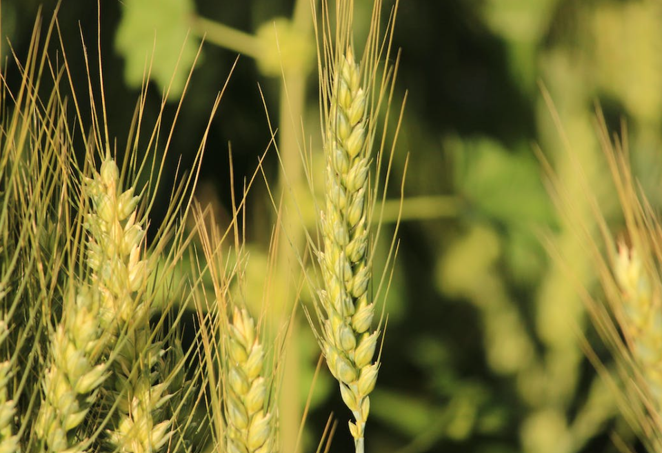 Plant breeding to underpin sustainability within tillage sector