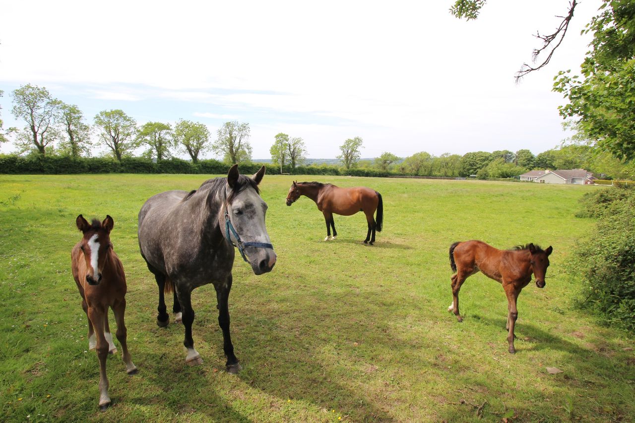 Sale: 'All the features that make it a particularly brilliant farm for any type of livestock'