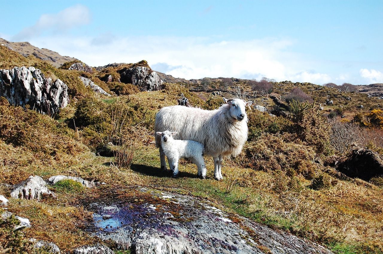New book teaches children about animals and wellbeing