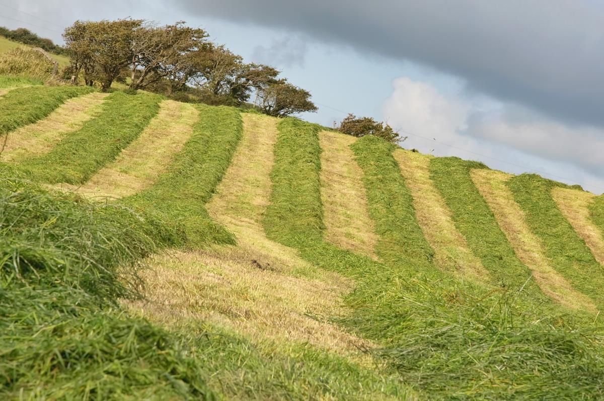 Mostly dry weekend in store with some scattered showers - Met Éireann