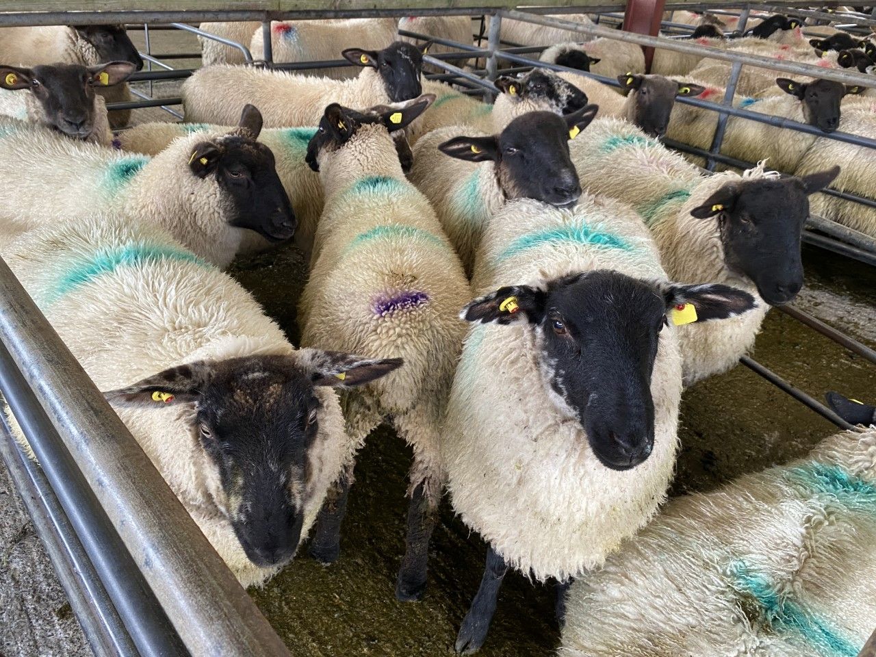 Lamb prices on the rise again