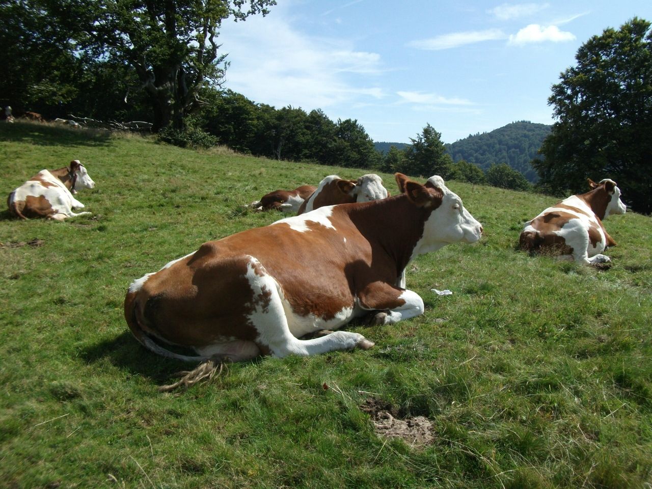 New skincare range from 'the meadows' keeps it natural
