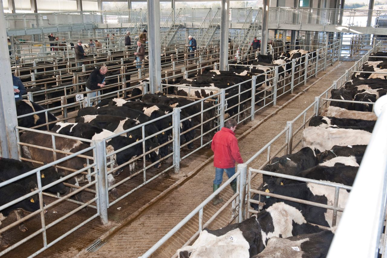'Significant adjustments' likely in Australian cattle herd