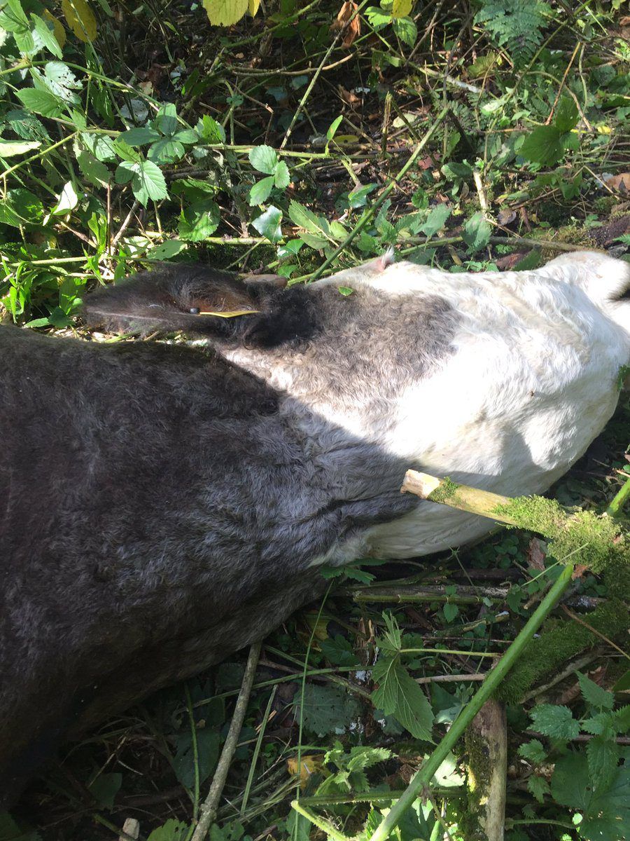 Farmer shocked to find cow strangled to death in 'barbaric crime'