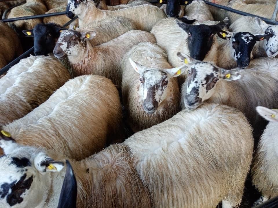 No let-up in demand for finished lambs