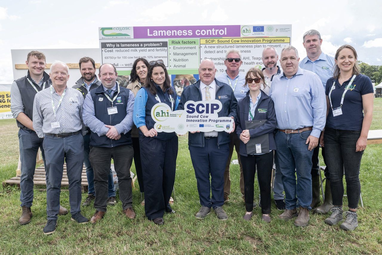 New videos aim to help farmers tackle lameness in cows