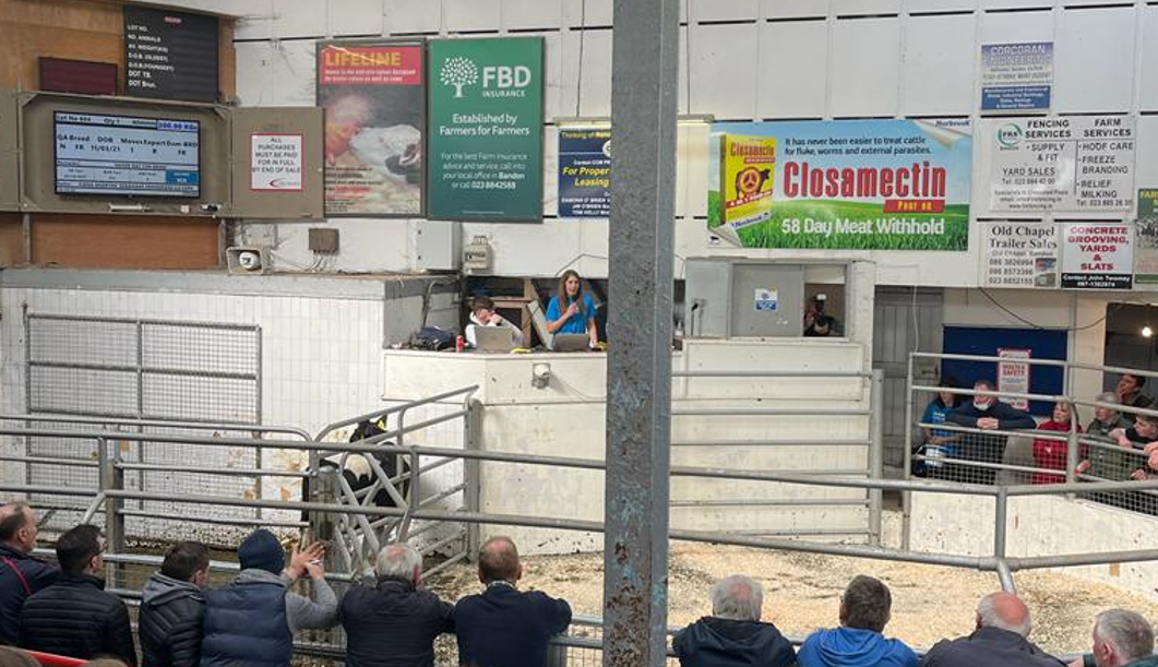 Over €35k raised for cancer research at charity livestock sale
