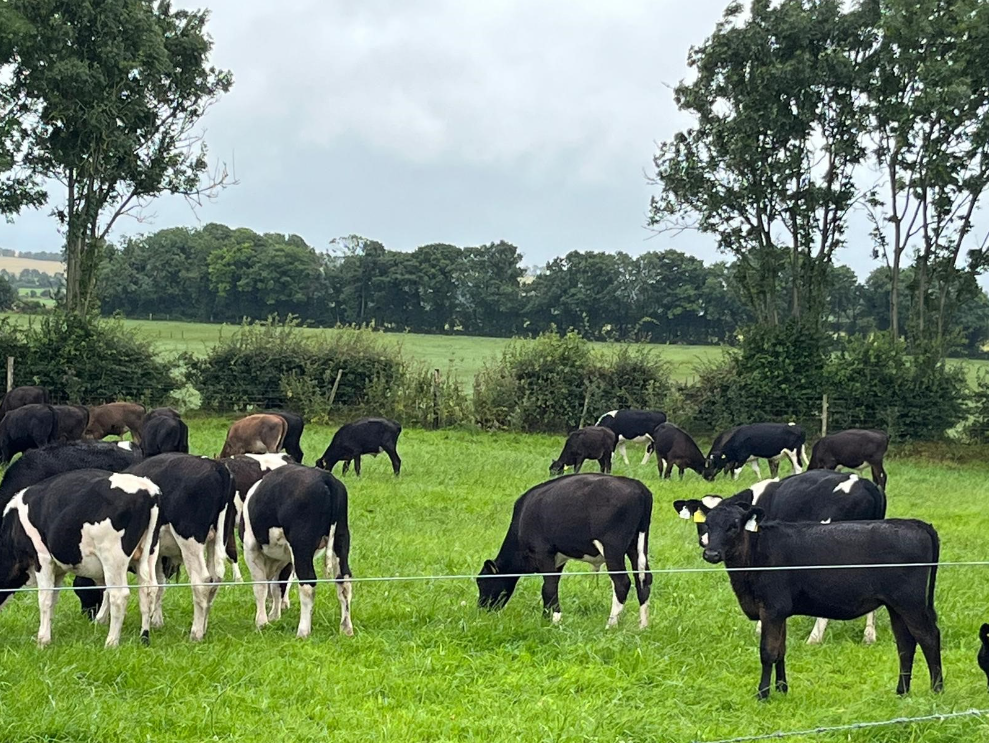 Time to consider summer dosing for dairy beef animals