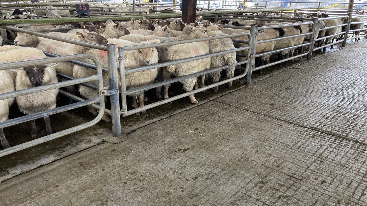 Livestock sales temporarily suspended at Athenry Mart