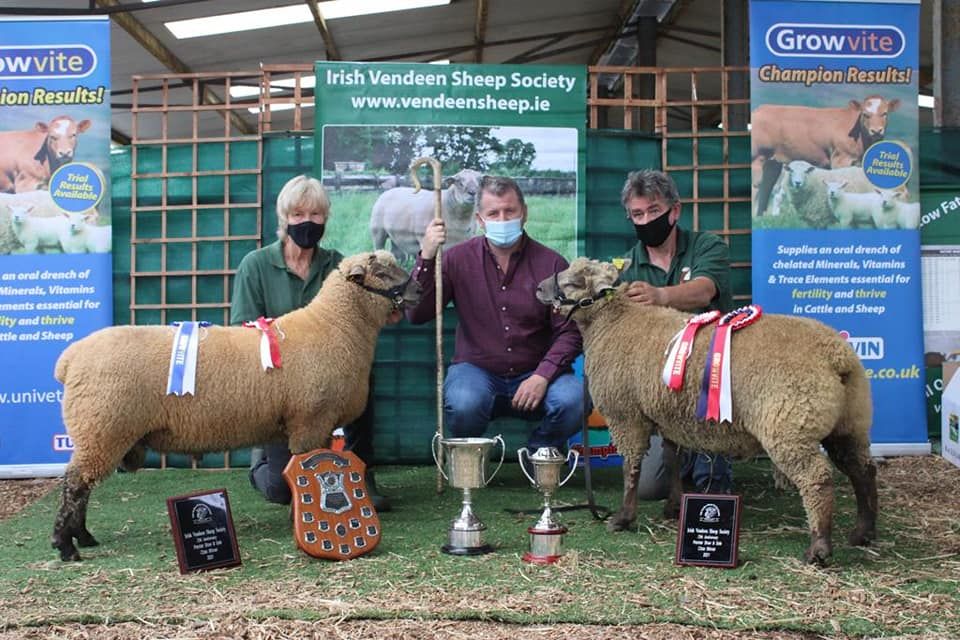 Offaly farmer's ram tops the Vendéen premier sale at €1,600