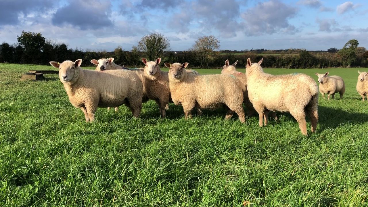 Sheep trade: Lamb prices holding at a strong level