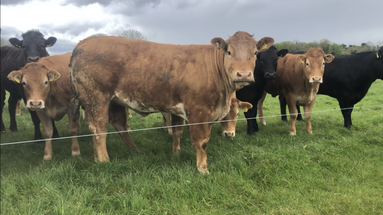 Factory quotes: Beef prices remain firm this week
