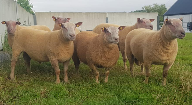 Sheep management: The importance of buying in replacement rams early