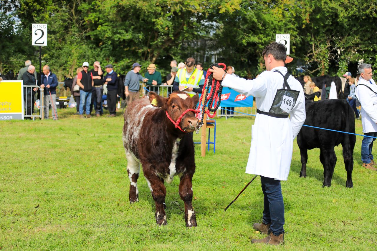 Iverk Show 'Beef Bull of the Future' entries close tomorrow