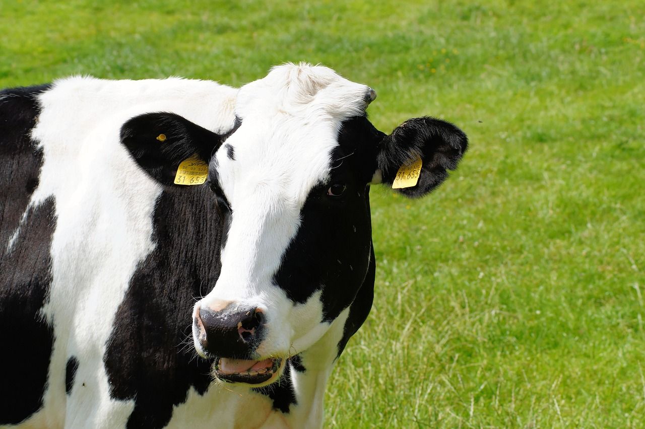 New bluetongue 'surveillance' requirements in England confirmed