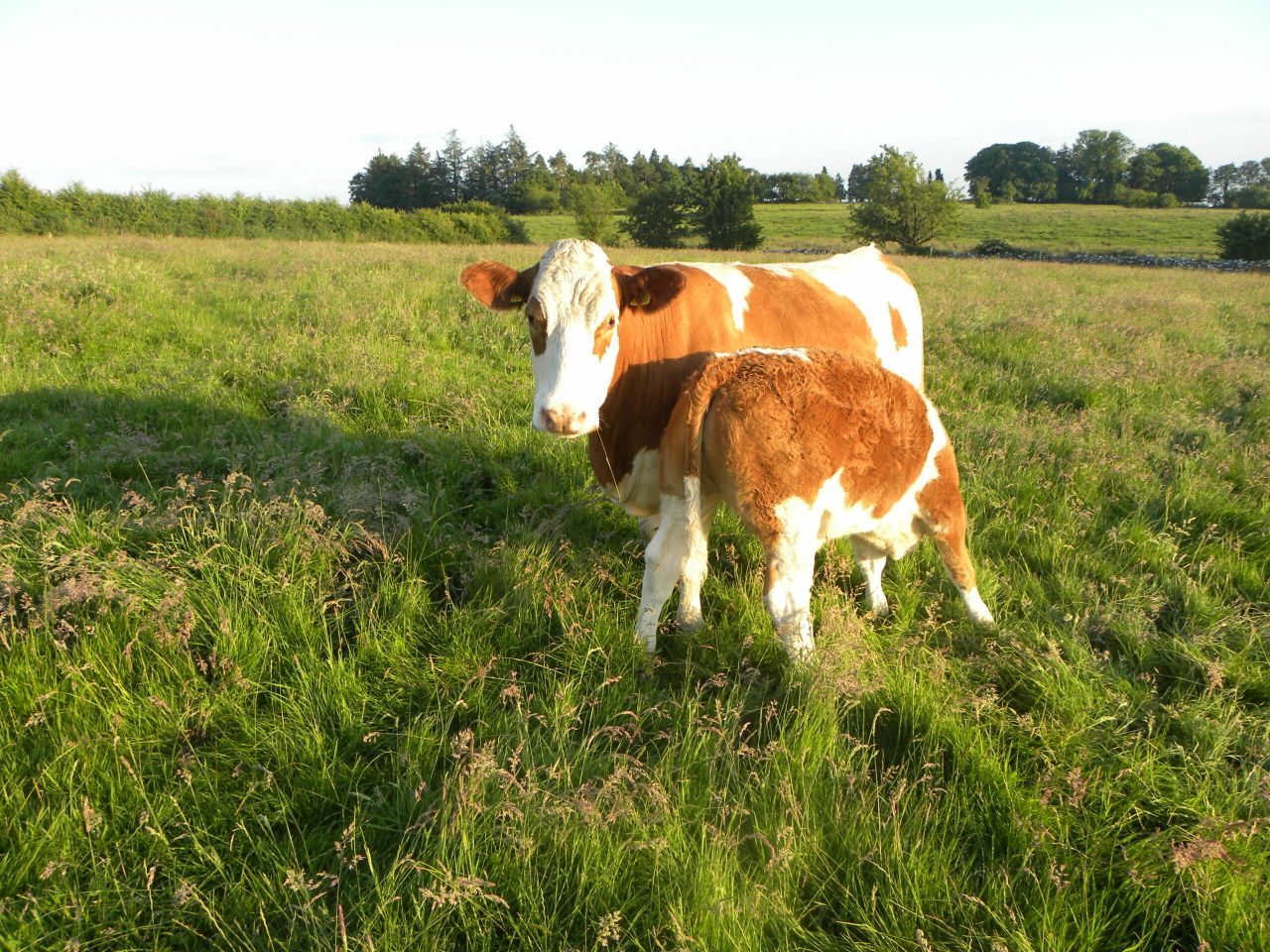 Any attempts to cull suckler herds 'will not be tolerated'