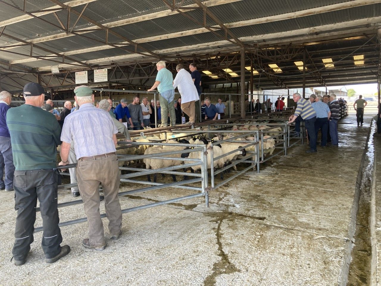 Pics and prices: Ewe lambs top trade at Roscommon Mart
