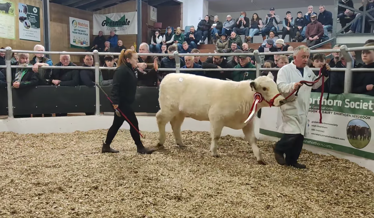 Prices reach €8,000 at Shorthorn sale in Carrick on Shannon