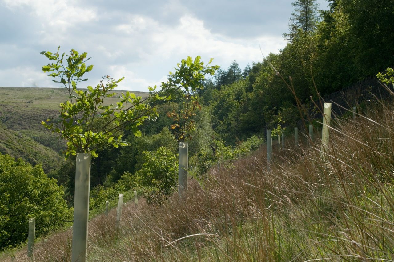 43 forestry licences granted last week by DAFM