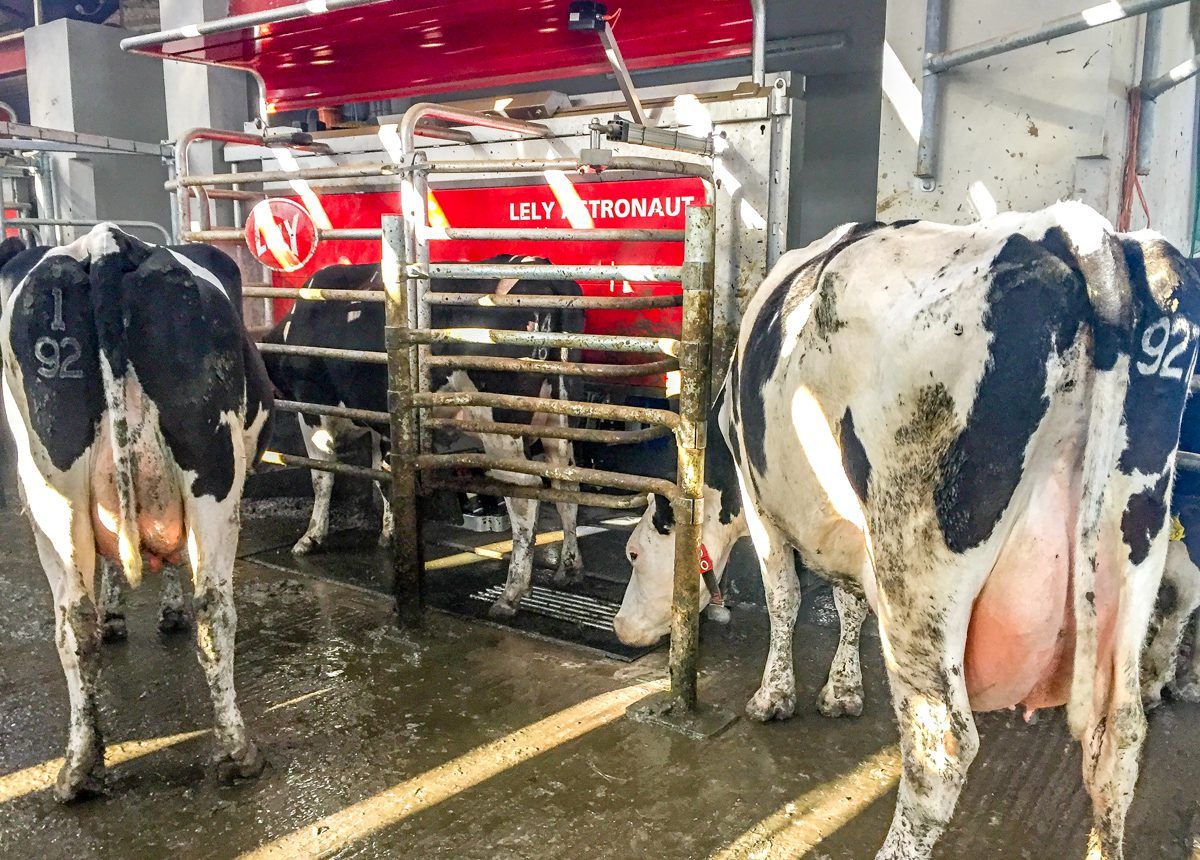 Dairy focus: Striving for one million litres from 120 cows in Co. Donegal