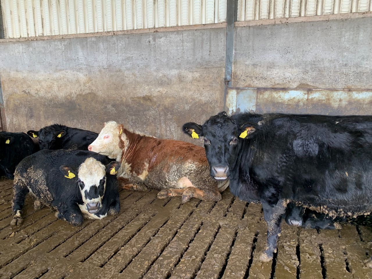 Factory quotes: Beef price rises by 75c/kg in 14 weeks