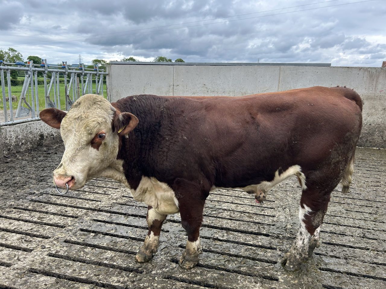 Bull safety tips as more let out to herds this breeding season