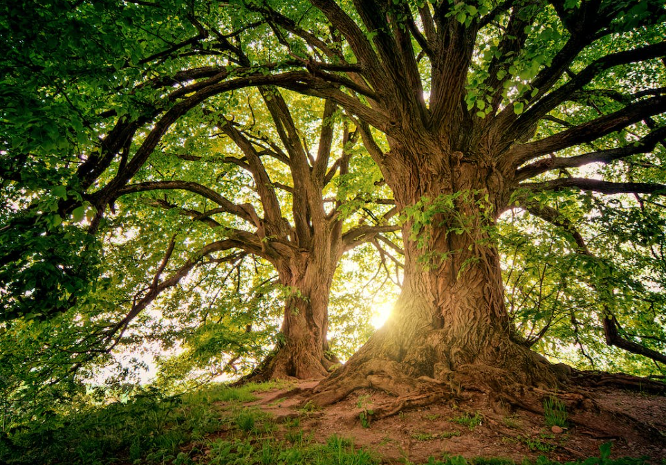 Coillte has 'turned back' on farmers - Rural Independents