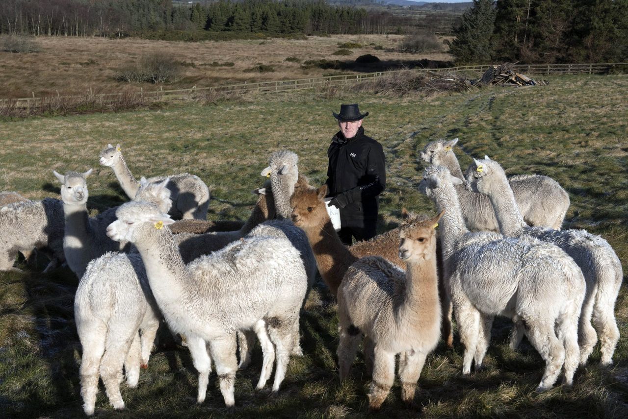 Alpacas offering a Valentine's experience with a difference